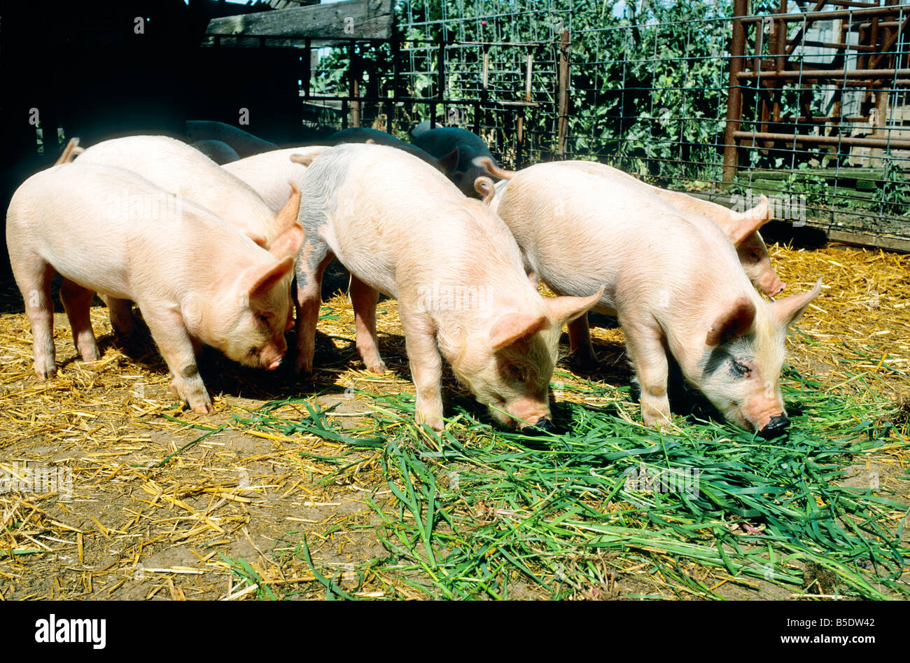 Juvenile Schweine füttern im Stift. Stockfoto