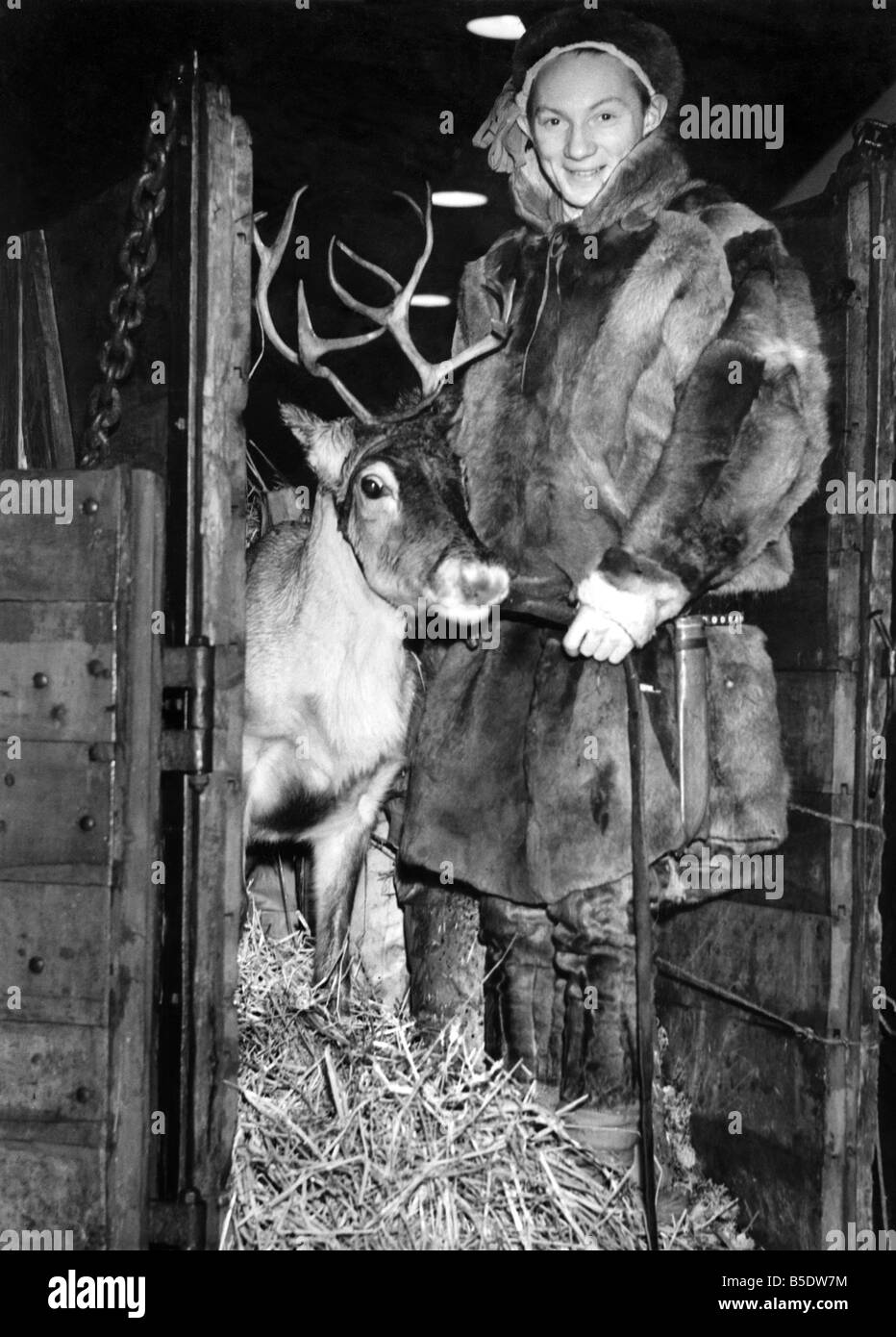 Tiere - Rentier. Dezember 1946 P000643 Stockfoto