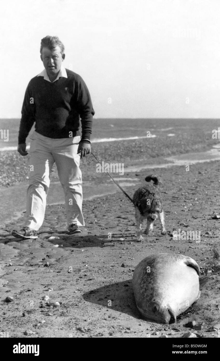 Wann werden wir jemals lernen? Eine Dichtung liegt tot auf einem hellen stürmischen Strand nicht weit von Familien genießen ihren Sommerurlaub. Es ist Stockfoto