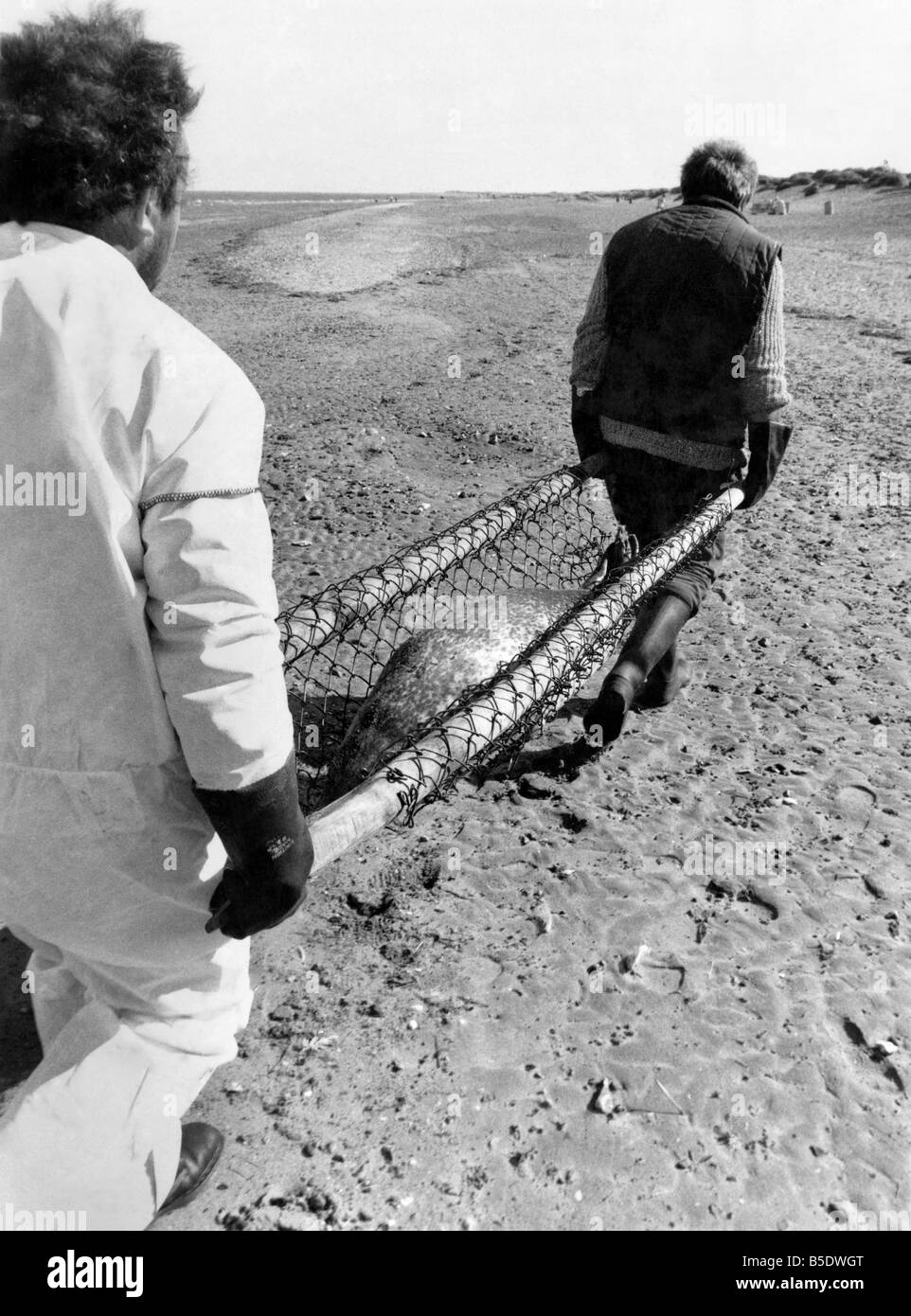 Wann werden wir jemals lernen? Eine Dichtung liegt tot auf einem hellen stürmischen Strand nicht für aus Familien, die ihren Sommerurlaub genießen. Es ist Stockfoto