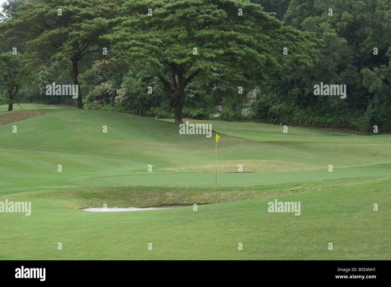 Tropischer Baum am Golfplatz Stockfoto