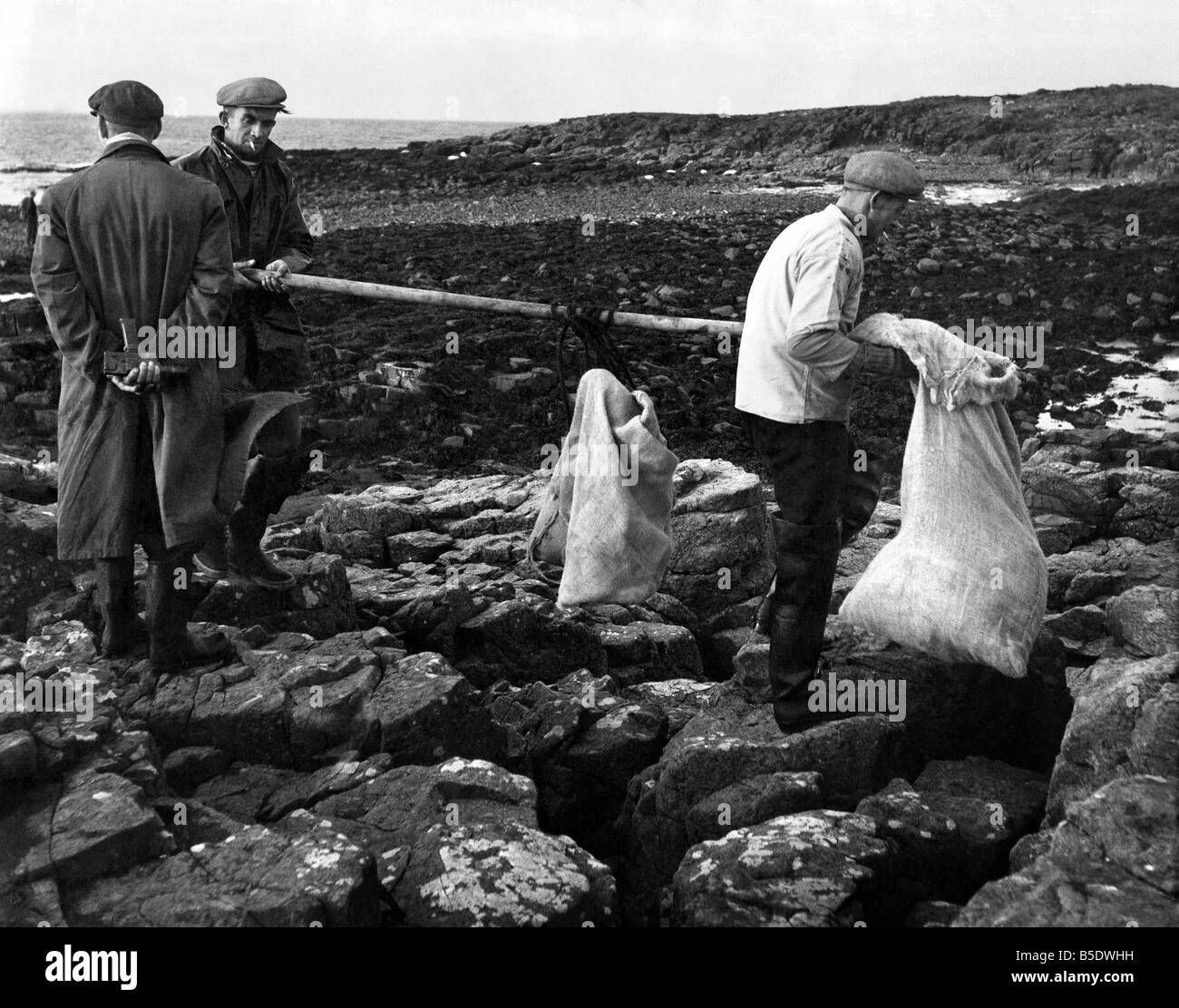 Mörder gehen auf Sea Island: auf der linken Seite ein Siegel-Hunter steht eine humane Killer hinter seinem Rücken zu durchlöchern. Auf der rechten Seite bündelt ein weiteres Siegel-Jäger ein totes Baby Siegel in meschotschek. Die Männer waren zwei einer Partei der Siegel-Jäger, die in der kargen Farne und Wamses Inseln, vor der Nr. geschickt wurden Thumberland Küste, die Dichtungen zu zerstören, die es in Anspruch genommen, sind Lachs zu stehlen. Wütend Fischer in den Hafen Dorf gemeinsame, zwei Meilen entfernt auf dem Festland nennen es sinnlose Gemetzel. Sie sagen, dass die nächste Lachs Angelgewässer in Berwick - zwanzig Meilen im Norden Stockfoto