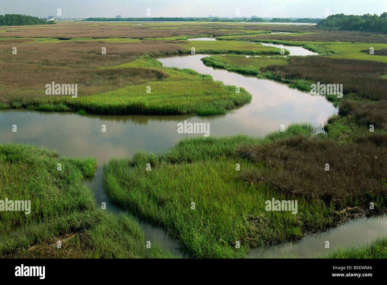 Feuchtgebiete von den Cooper River North Charleston Area, South Carolina, USA, Nordamerika Stockfoto
