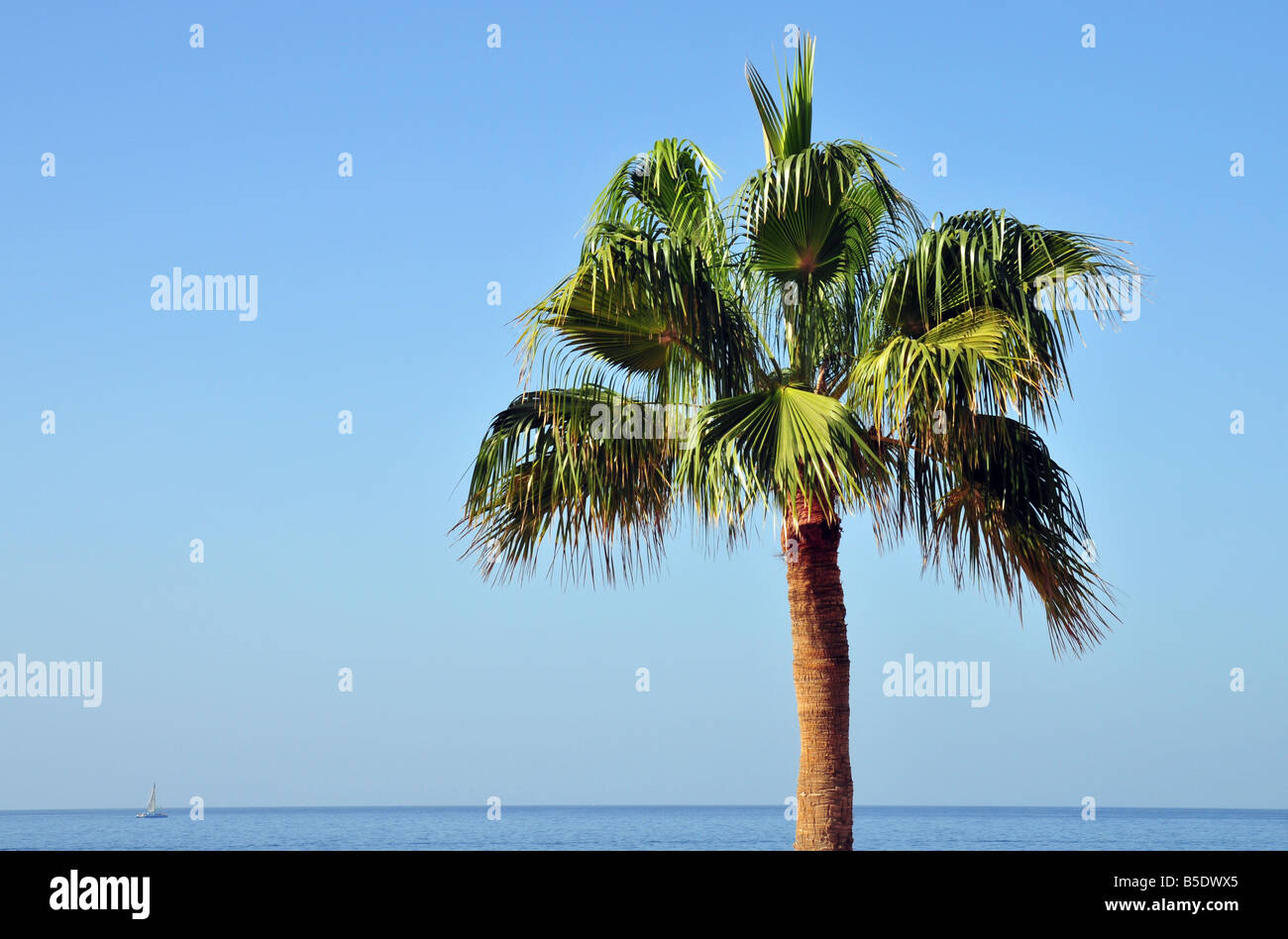 Palm Tree Satz gegen ein blauer Himmel, blaues Meer mit einer entfernten Yacht. Stockfoto