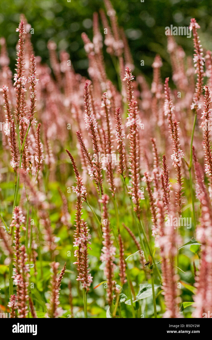 Masse von rosa Blüten Stockfoto