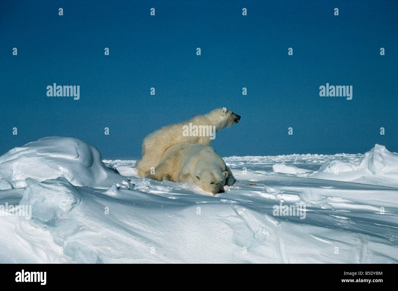 Unsere Polaire Eisbär und Cub Ursus Maritimus Thalarctos Maritimus Sliping auf Eis fließt arktische Kanada Arctic Arktis Bären können Stockfoto