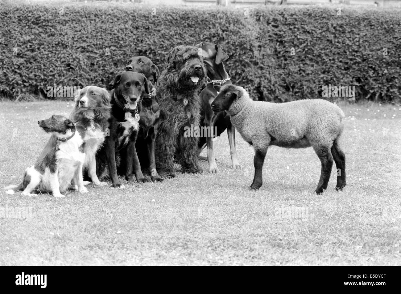 Tiere: Humor: "Daisy" die 12 Wochen alte Lamm hat Dog Training Club Wellington, Somerset verbunden. Besitzerin, Vivienne Harcombe Flasche fütterten sie, wenn sie bei der Geburt und nach dem Leben mit zwei Hunden Viviennes verwaist war, "Daisy" glaubte, dass sie einen Hund zu. Viviennes Freundin Rachel Houghton ist Dozent an der Wellington Dog Training Club und sie waren auf der Suche nach einer Möglichkeit, Hunde, Schafe auf der heimischen Landwirtschaft sorgen zu stoppen. Die Antwort war "Daisy" brachte die Hundeschule. Jetzt, nach nur wenigen Wochen die Hunde und Lamm Trainingseinheiten gemeinsam genießen. Juli 1981 81-03774-013 Stockfoto