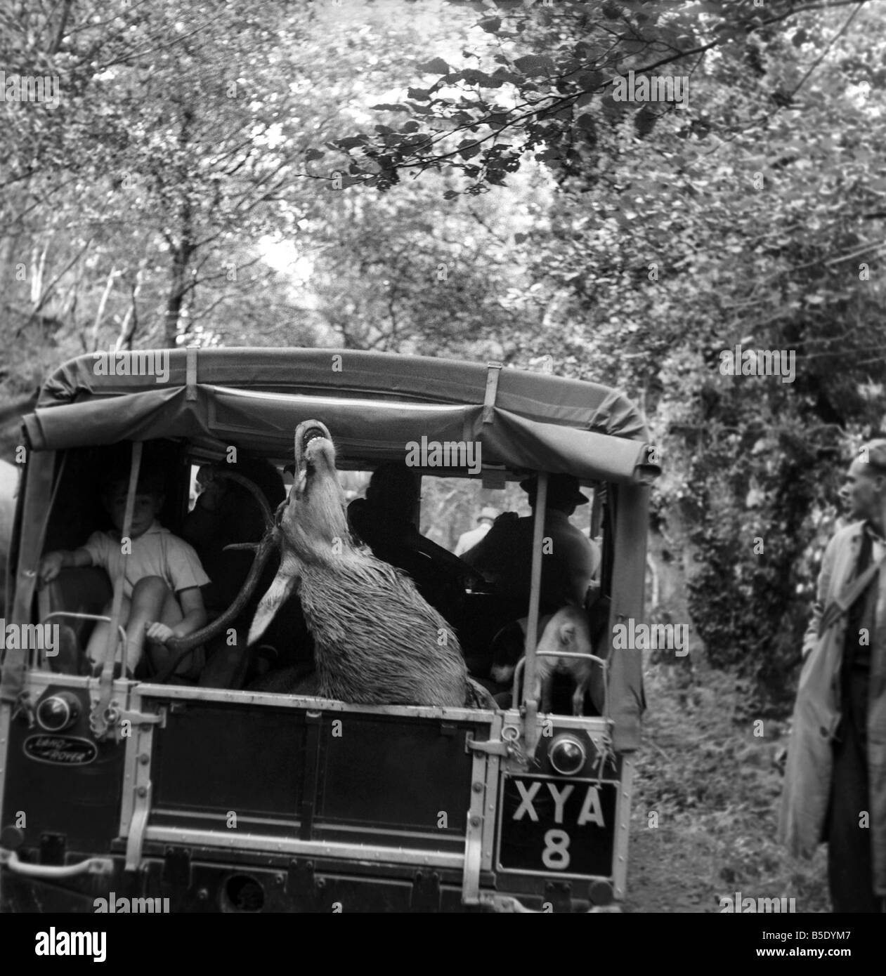 Hunderte von Urlaubern sahen die Jagd des Devon und Somerset Staghounds, endete an der Tötung von einem ausgewachsenen Hirsch am Ufer eines Baches bei Horner, in der Nähe von Minehead, Somerset Sonne gestreut. Fast drei Stunden lang gejagt rot beschichtet Fahrer der Hirsch über Heidekraut bedeckten Moor und durch tief dicht Holz Coombs. Mit einem kleinen Jungen sitzen neben ihm das Festhalten an dem Geweih der Toten Hirsch bereits in einem Land Rover getrieben Weg für Schlachten und Verteilung, Unterstützer zu jagen geladen. August 1957 J5558-003 Stockfoto