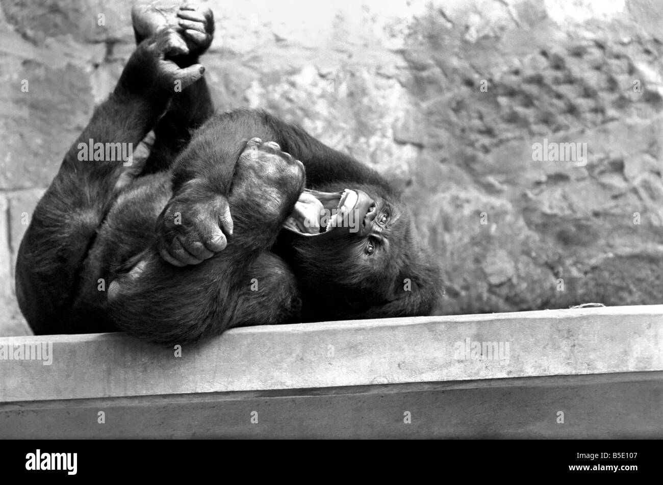 Lachender gorilla Fotos und Bildmaterial in hoher Auflösung Alamy