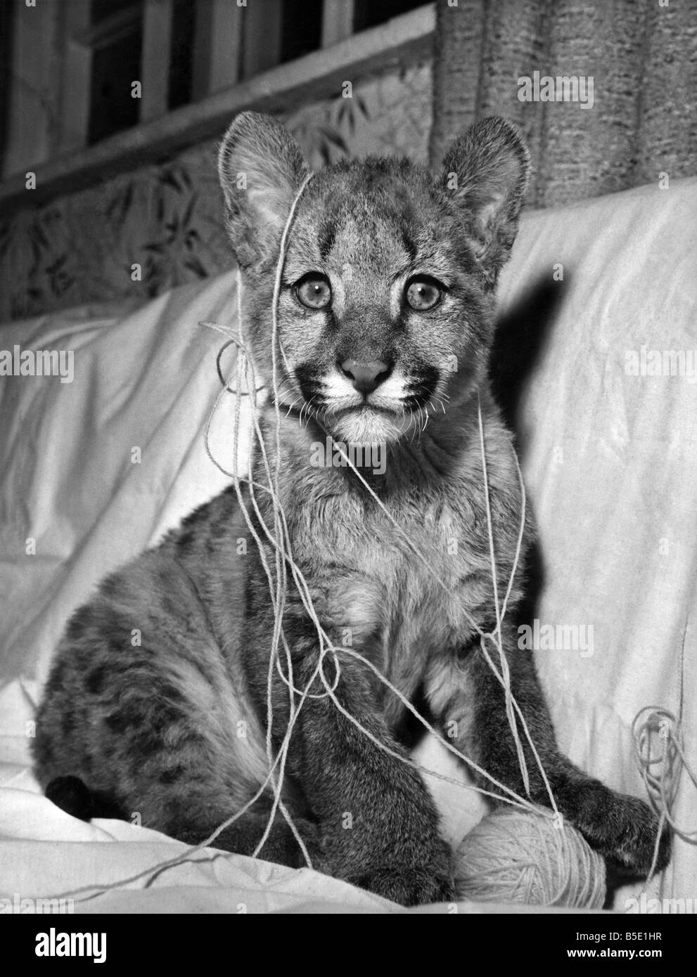 Cindy Puma fand einige neue Spielkameraden, als sie umgezogen. Zwei Monate altes Puma war schwer verletzt, als ihre Mutter versehentlich auf ihr im Flamingo Park Zoo in Malton, Yorks trat. Also der ZooÕs Direktor, Herr Reg Bloom nahm sie in sein Haus. Und dort freundete sie sich mit zwei manx Katzen. Nach ihrer Mahlzeiten aus einer Flasche Kindes tollt Cindy herum mit dem Kätzchen. Und beim ItÕs vor dem Schlafengehen Mr BloomÕs sieben-Jahr-alter Sohn, Peter, ihr in steckt Stockfoto