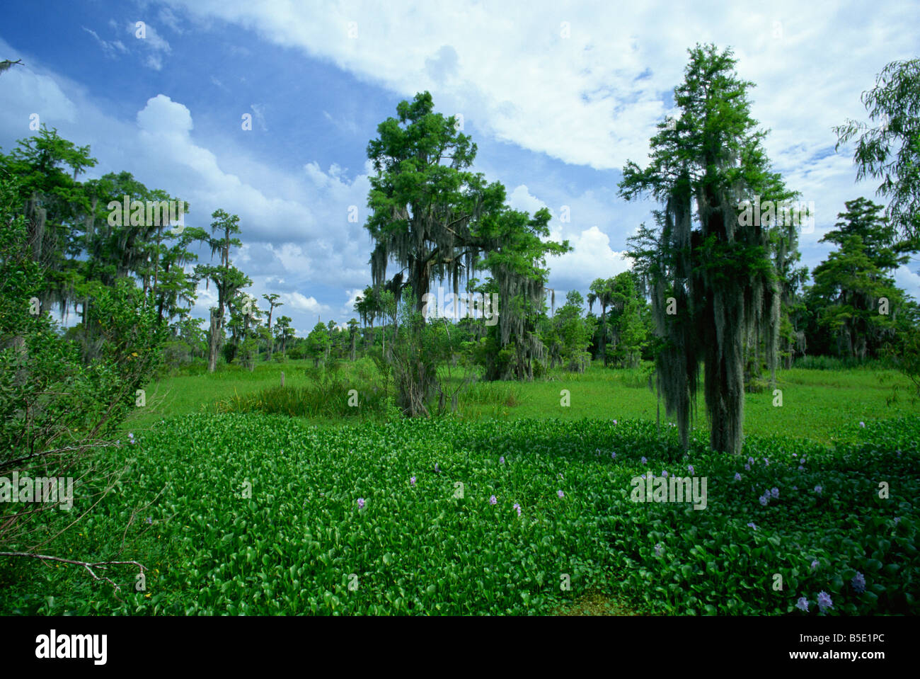 Sumpf bei Jean Lafitte nationaler historischer Park und Konserve, südlich von New Orleans, Louisiana, USA, Nordamerika Stockfoto