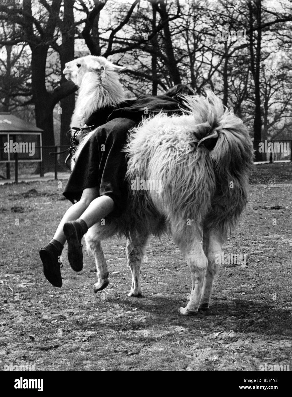 Brenda Yates von Chessington ist erst 14, aber hat eine Art mit den Tieren im Chessington Zoo die Ausbildung für den Reitsport benötigen. Sie war sehr erfolgreich mit den Ponys und versucht nun, die Lamas, Maria und George, die sie eine schwierigere Aufgabe findet. Mary hatte zu Beginn eine Art ihrer Reiterin ordentlich abrutschen, und als Brenda gut Hindurchläuft erhielt, das Lama niederzulegen und weigerte sich, nachzugeben. Brenda hat ihr jedoch fast in den Griff bekommen. April 1947 P000798 Stockfoto
