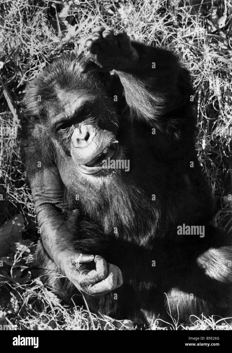 Schinken, der Schimpanse, der Pionier der Raum-Rennen wurde hat sich in den Ruhestand abgesprengt. Er ist in ein neues Zuhause in einem Zoo nach wird von den amerikanischen Behörden als "nationaler Held, der seinen Job gut gemacht hat" pensioniert absetzen. Schinken war im Jahr 1961 in den Weltraum schoss, und seiner 155 Meile Reise nach oben von der Basis in Florida ebnete den Weg für den ersten bemannten Raumfahrt durch Alan Shepherd vier Monate später. Dezember 1980 Stockfoto