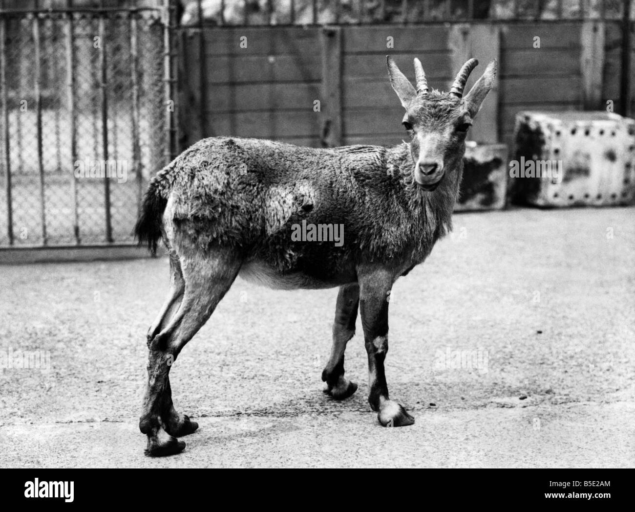 Der Nutrai Steinbock im Zoo von Thompson. &#13; &#10; Juni 1934 Stockfoto