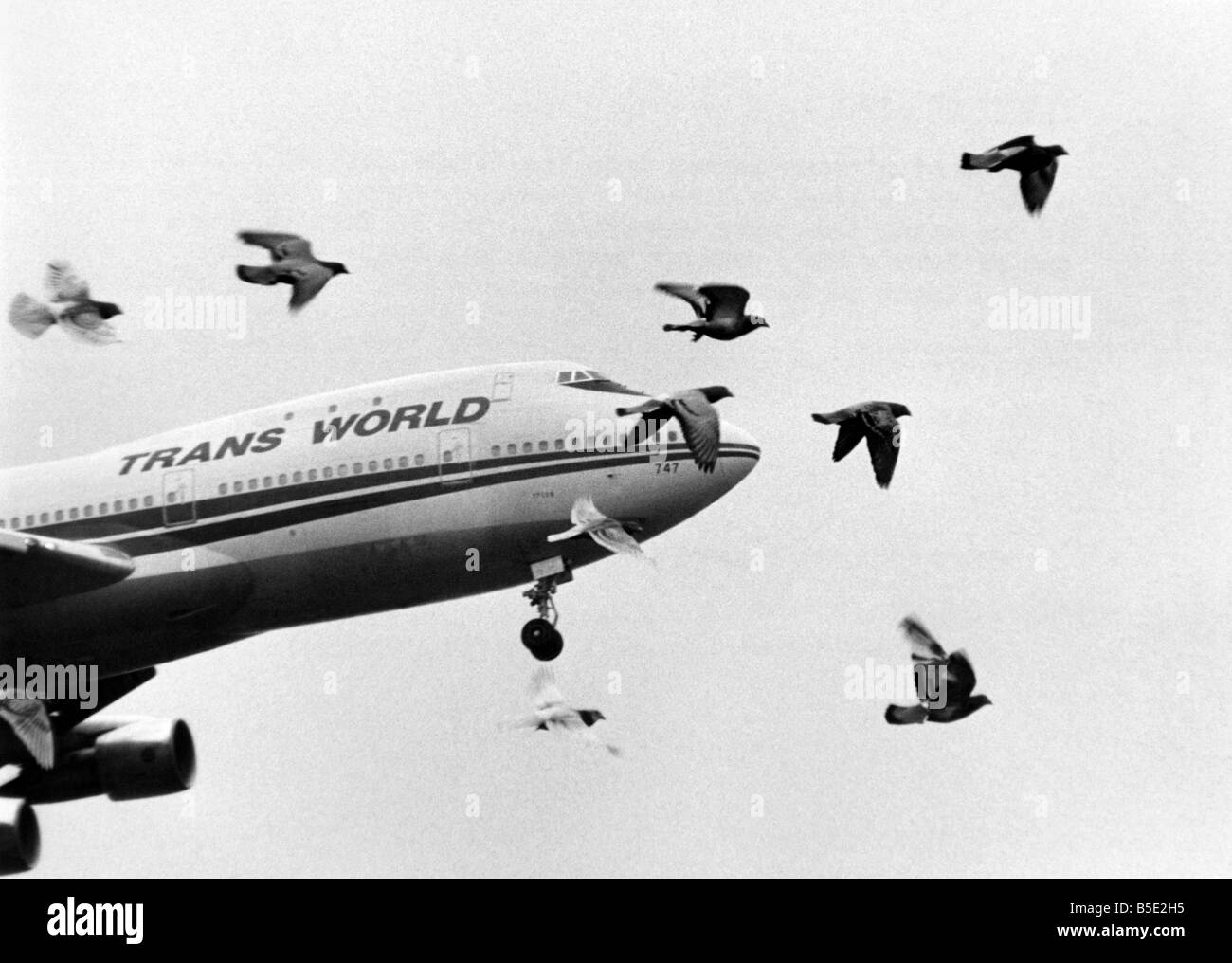 Ein Schwarm Tauben Stream in die Flugbahn eines Jumbojets, die kommen, um am Londoner Flughafen Heathrow landen. Es sieht aus, als ob die Vögel vor Massenmord aber in Wirklichkeit sie auch aus Harms Weg, mehrere hundert Fuß unter der Jet sind. Es ist nur ein Trick der fotografische Blick; Mai 1983 Stockfoto