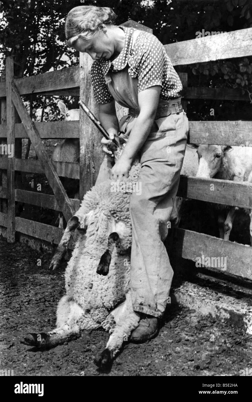 Frauen Landheer. Miss Williams geben eine Pille durch ein Rohr zu einem Schaf. August 1941 Stockfoto