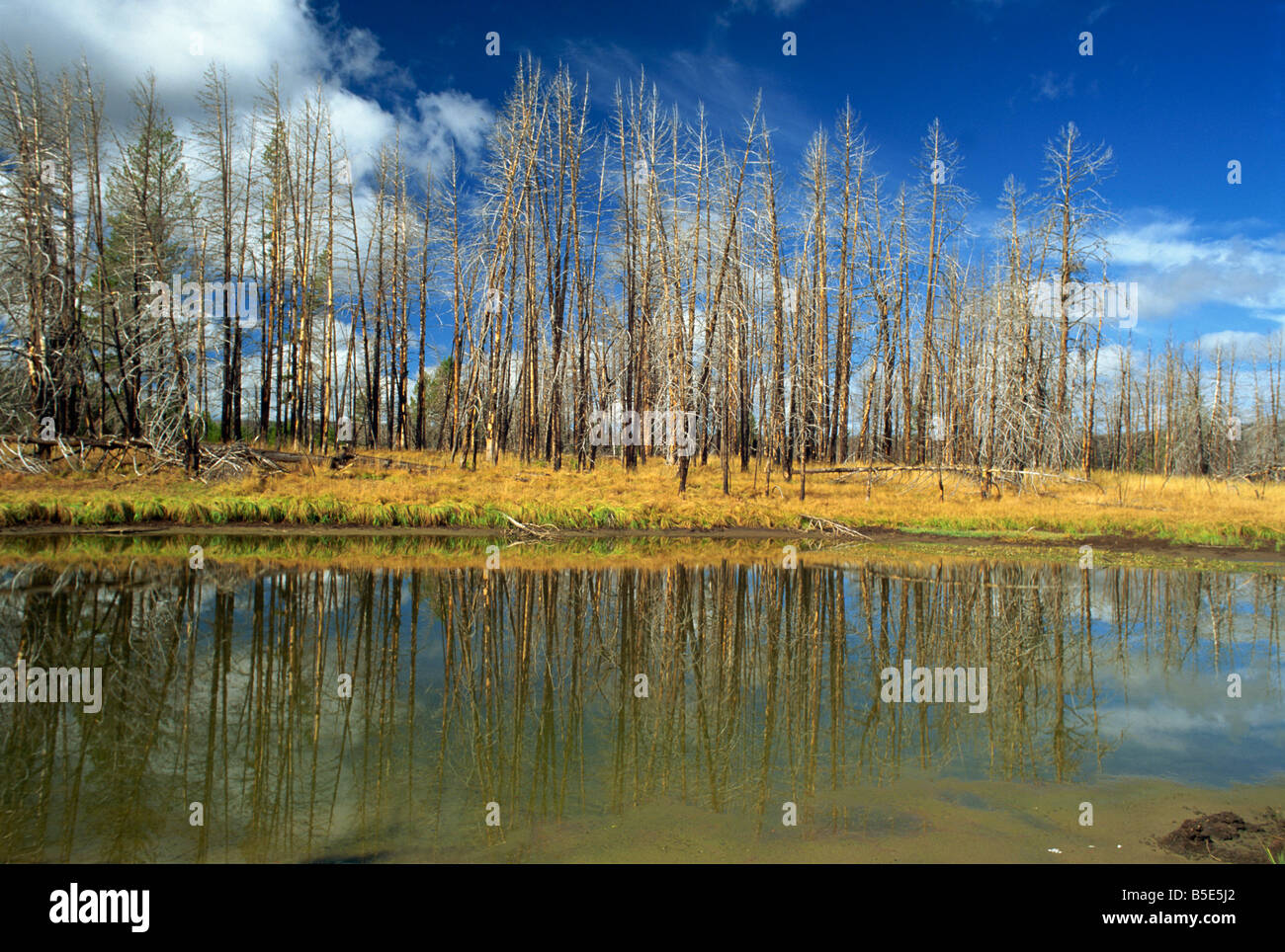 Tot Espe Bäume von geothermischen Dämpfe Hayden Valley Yellowstone National Park Wyoming USA J Brooks getötet Stockfoto