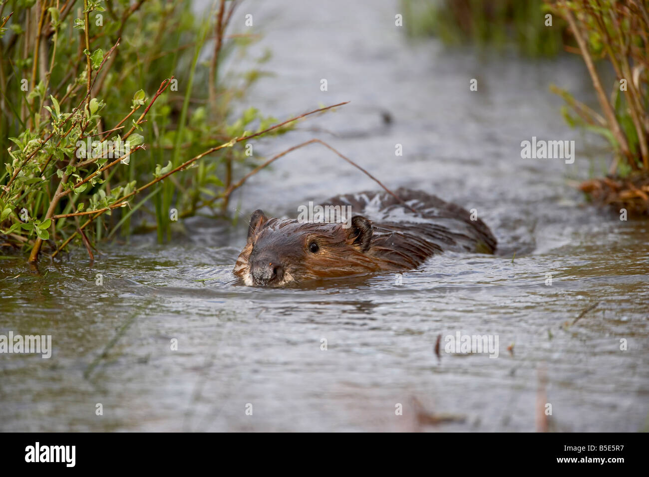 Biber (Castor Canadensis) Schwimmen im Soda Butte Creek, Yellowstone-Nationalpark, Wyoming, USA, Nordamerika Stockfoto