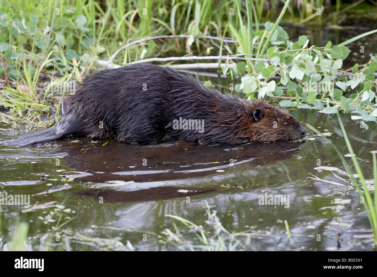 Captive Biber (Castor Canadensis), Sandstein, Minnesota, USA, Nordamerika Stockfoto