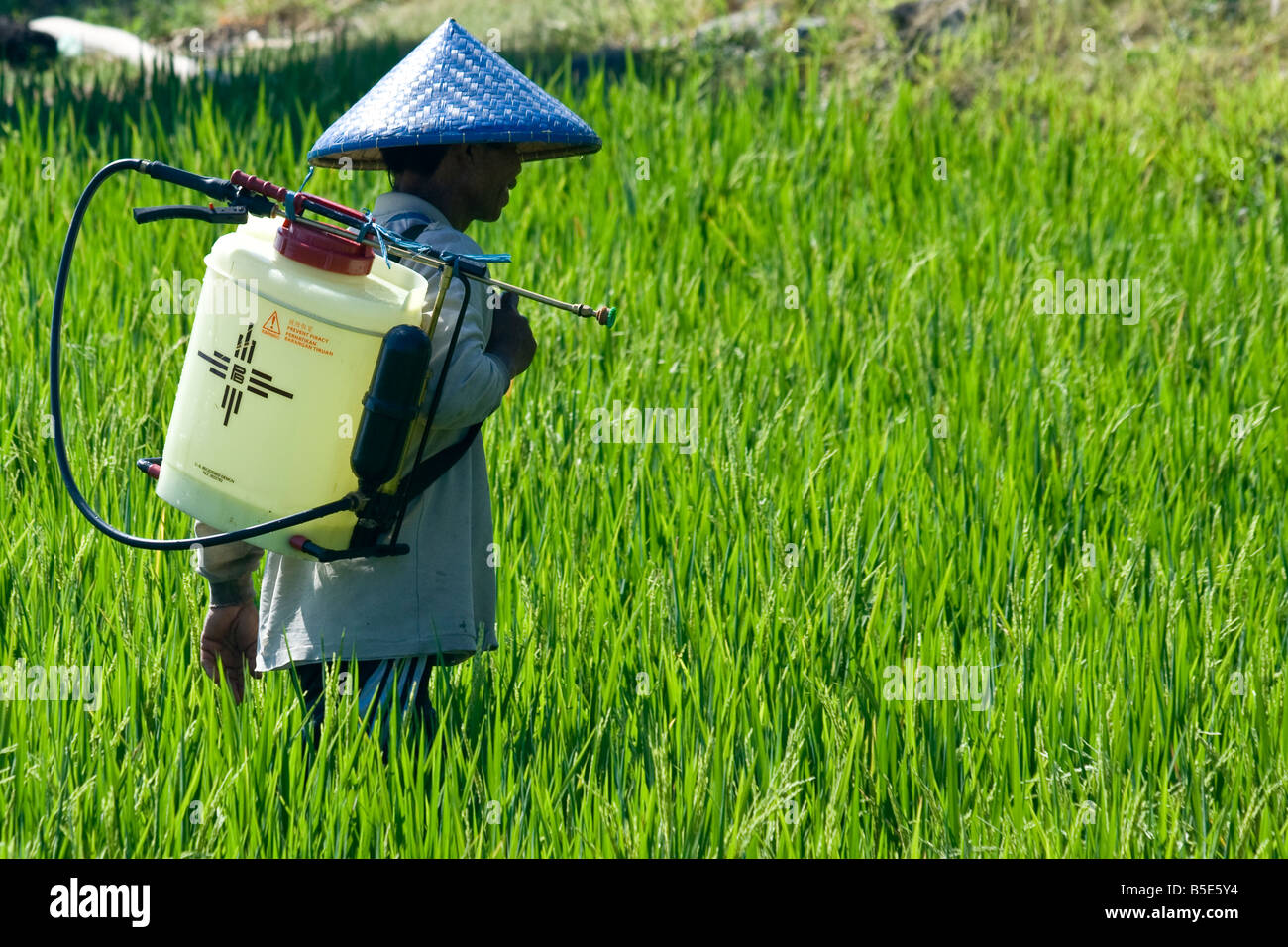 Reisanbau auf der Insel Lombok in Indonesien Stockfoto
