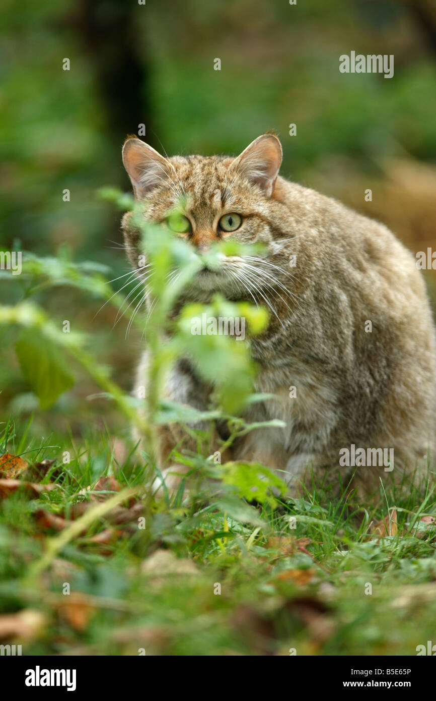 Schottische Wildkatze Felis Silvestris in Gefangenschaft Stockfoto