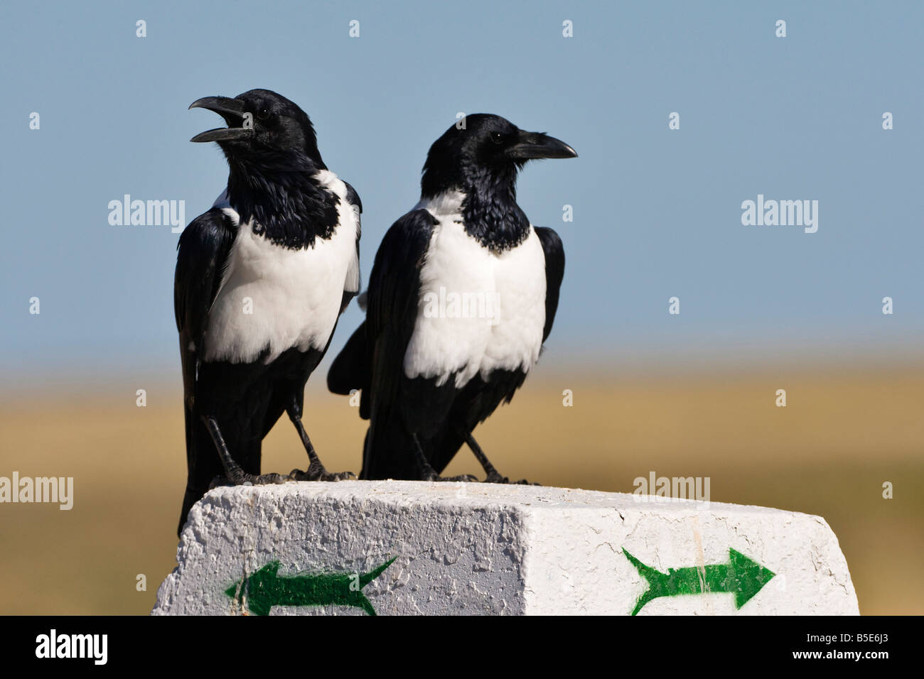 Afrika, Namibia, Pied Crow (Corvus Albus), Nahaufnahme Stockfoto