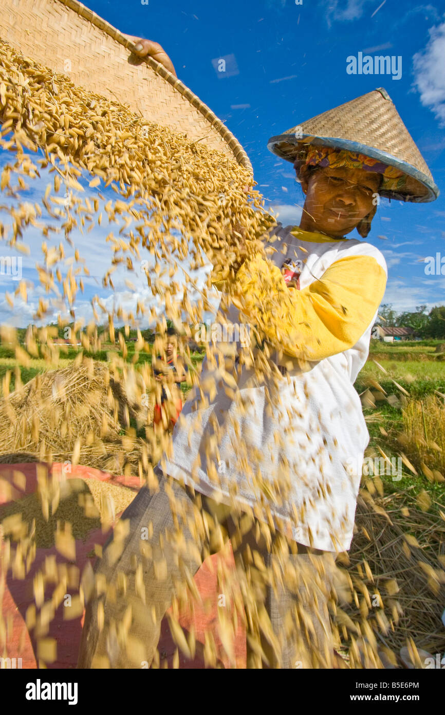 Indonesische Reisbauer in Tana Toraja auf Sulawesi Stockfoto