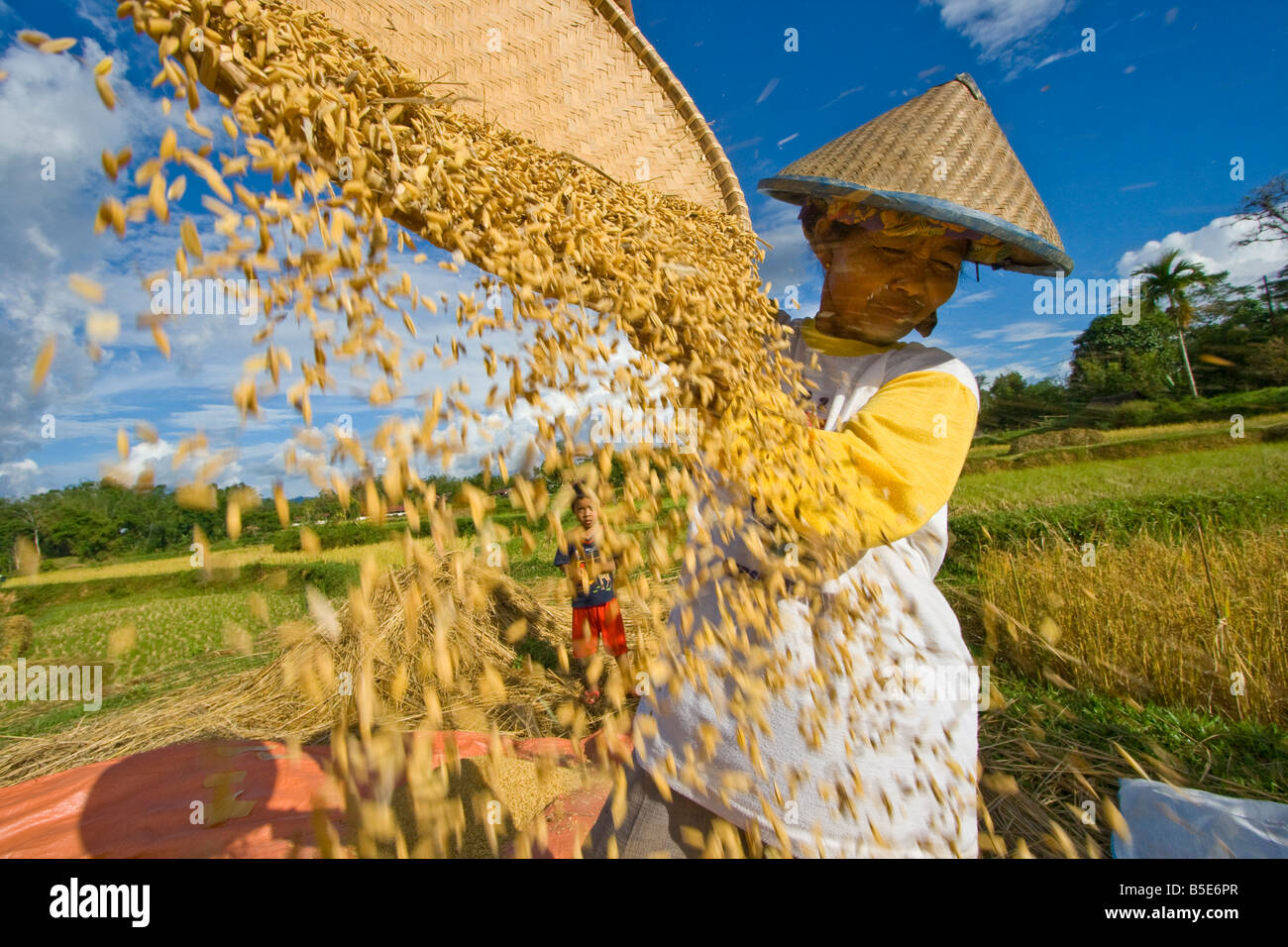 Indonesische Reisbauer in Tana Toraja auf Sulawesi Stockfoto
