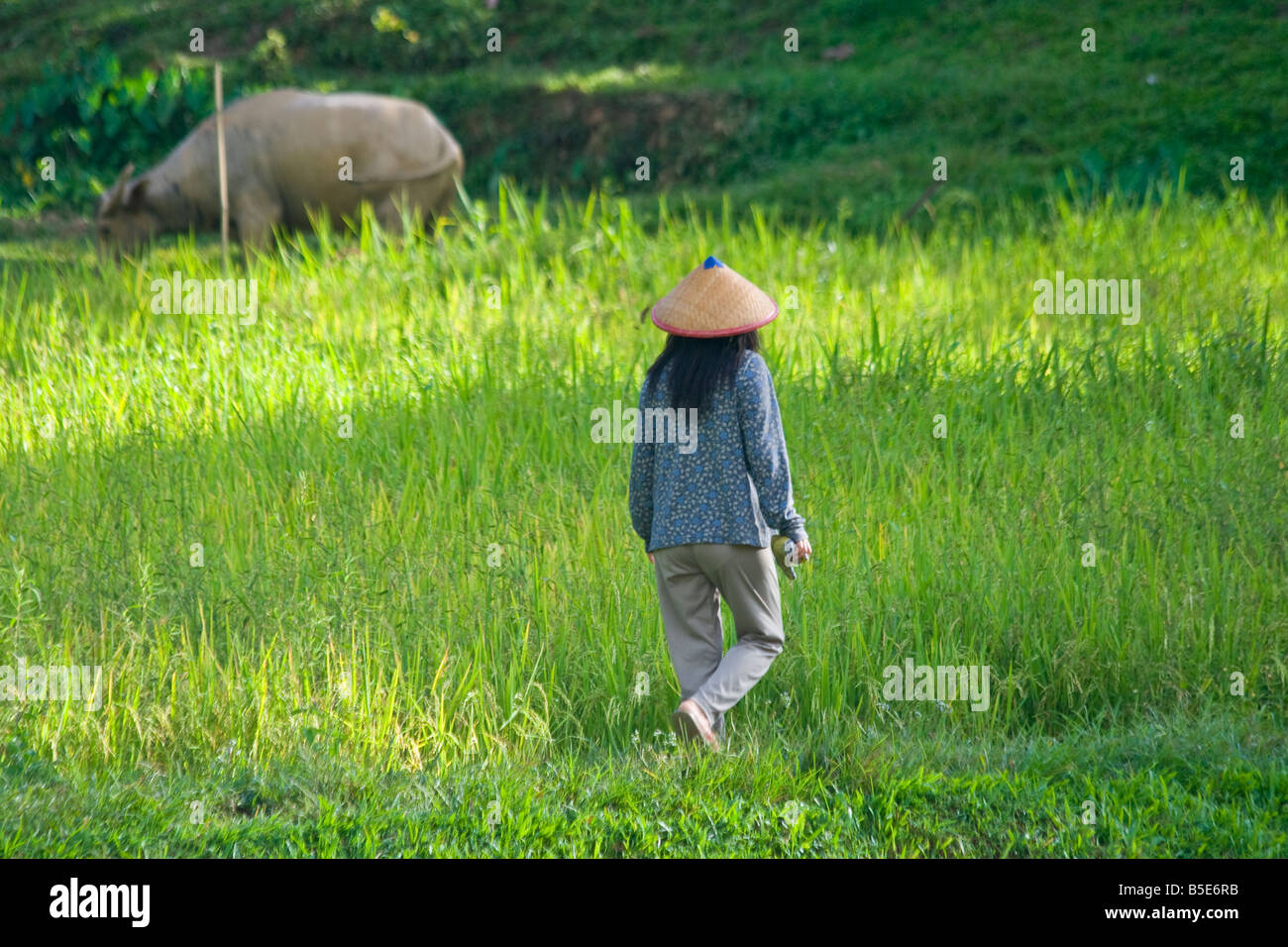 Junge Frau in einem Reis Feld neben Kete Kesu Dorf in der Nähe von Rantepao auf Sulawesi in Indonesien Stockfoto