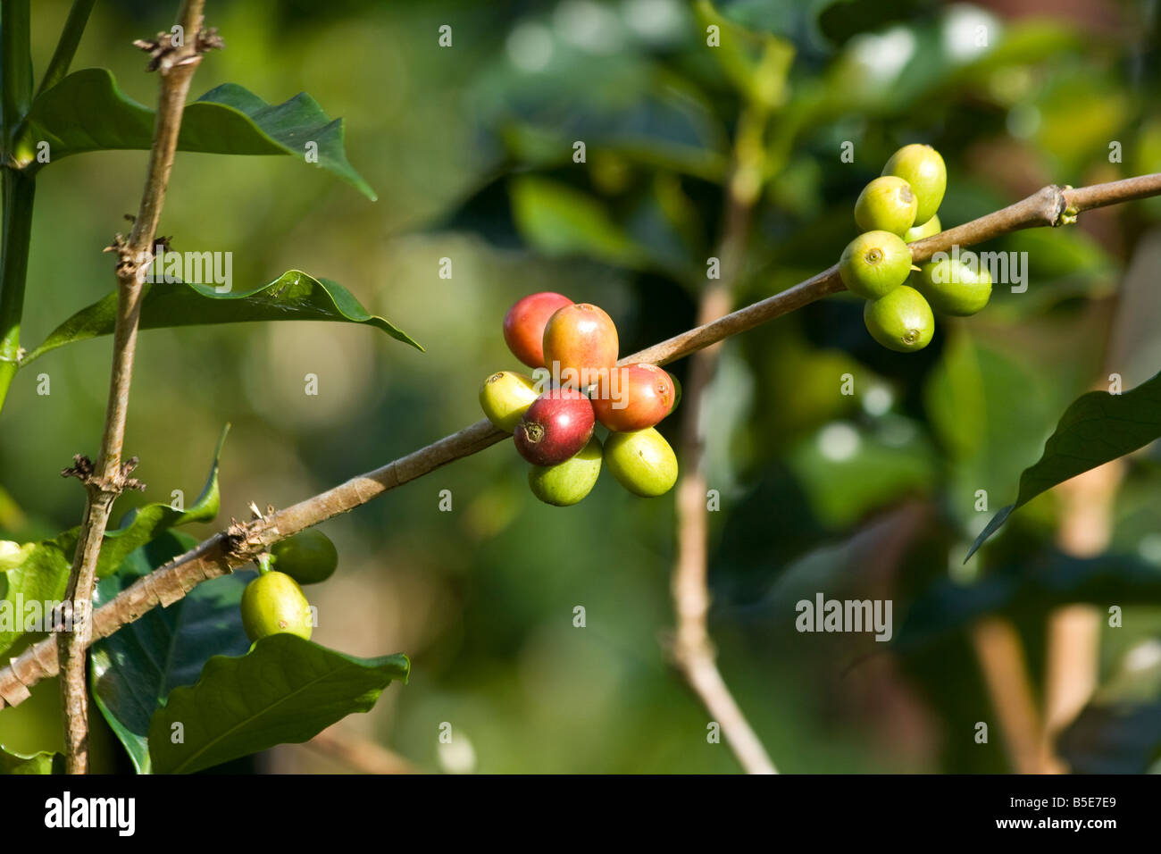 Kaffee Beeren auf dem Strauch in Tana Toraja auf Sulawesi in Indonesien Stockfoto