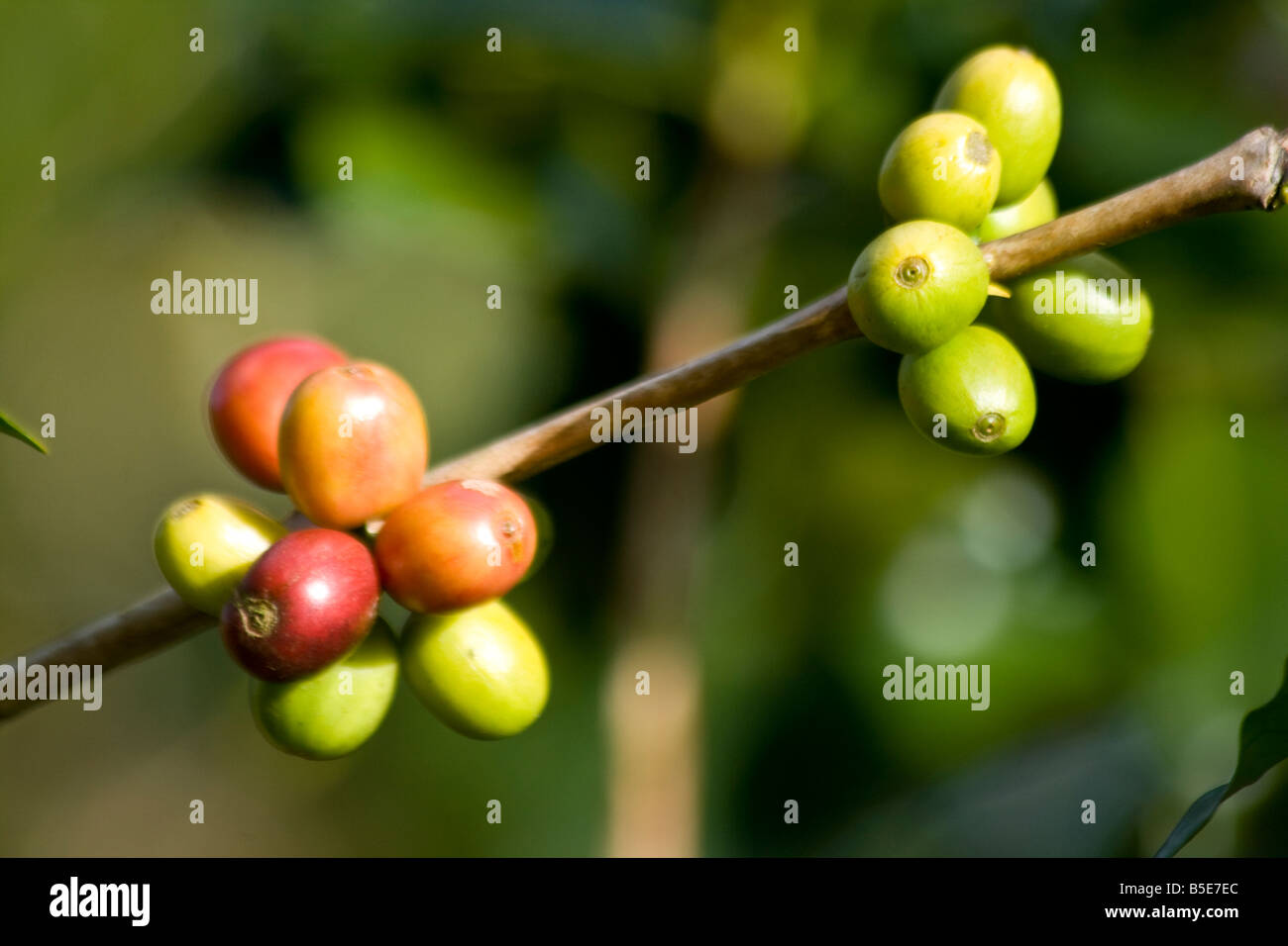 Kaffee Beeren auf dem Strauch in Tana Toraja auf Sulawesi in Indonesien Stockfoto