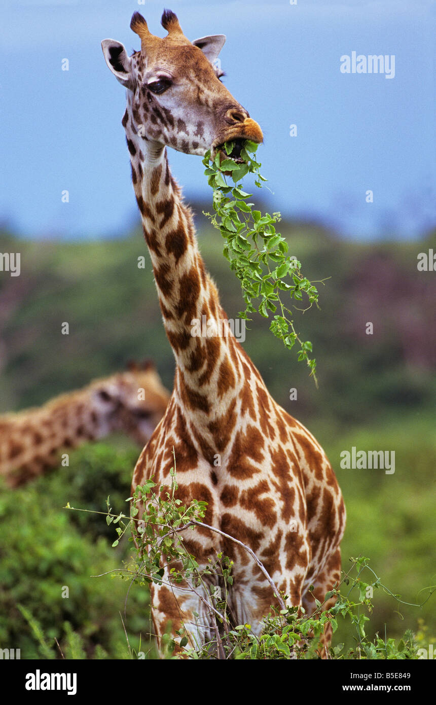 Giraffe mit Bissen von Lebensmitteln Stockfoto