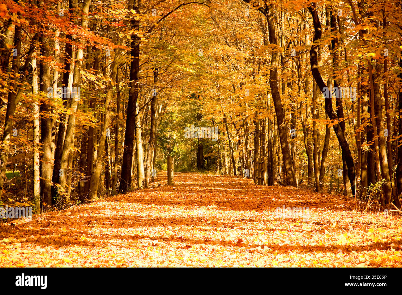 Schöne Herbst Szene mit bunten Bäumen Stockfoto