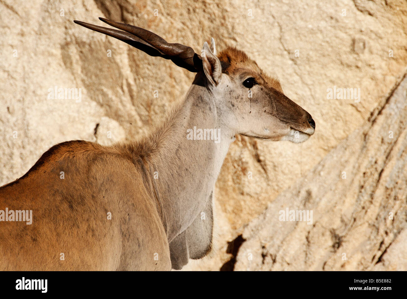 Kap Eland Antilopen Stockfoto