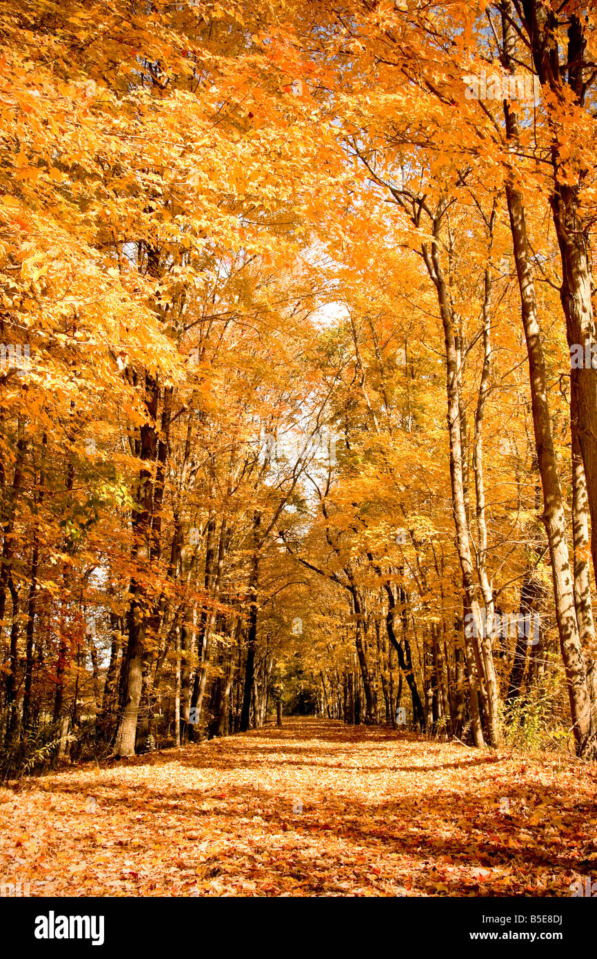 Schöne Herbst Szene mit bunten Bäumen Stockfoto