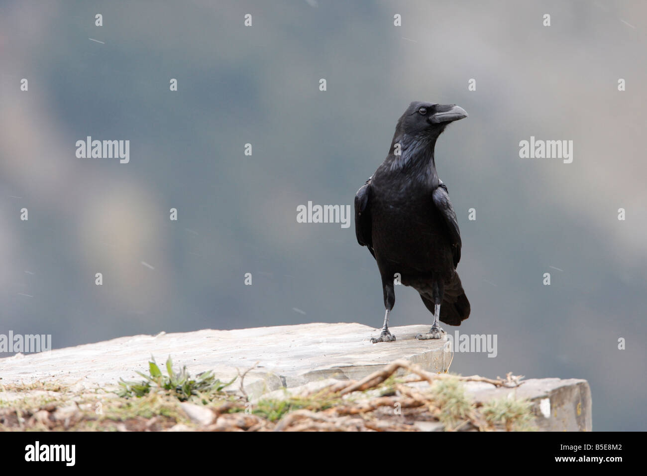 Raven Sie-Corvus Corax Spanien winter Stockfoto