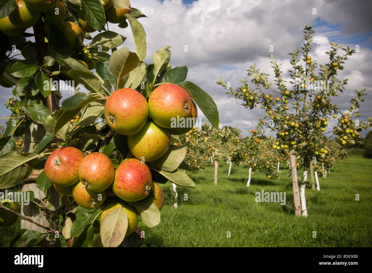 Prinz William Mostäpfel Thatchers Cider Obstgarten Sandford Somerset England Stockfoto