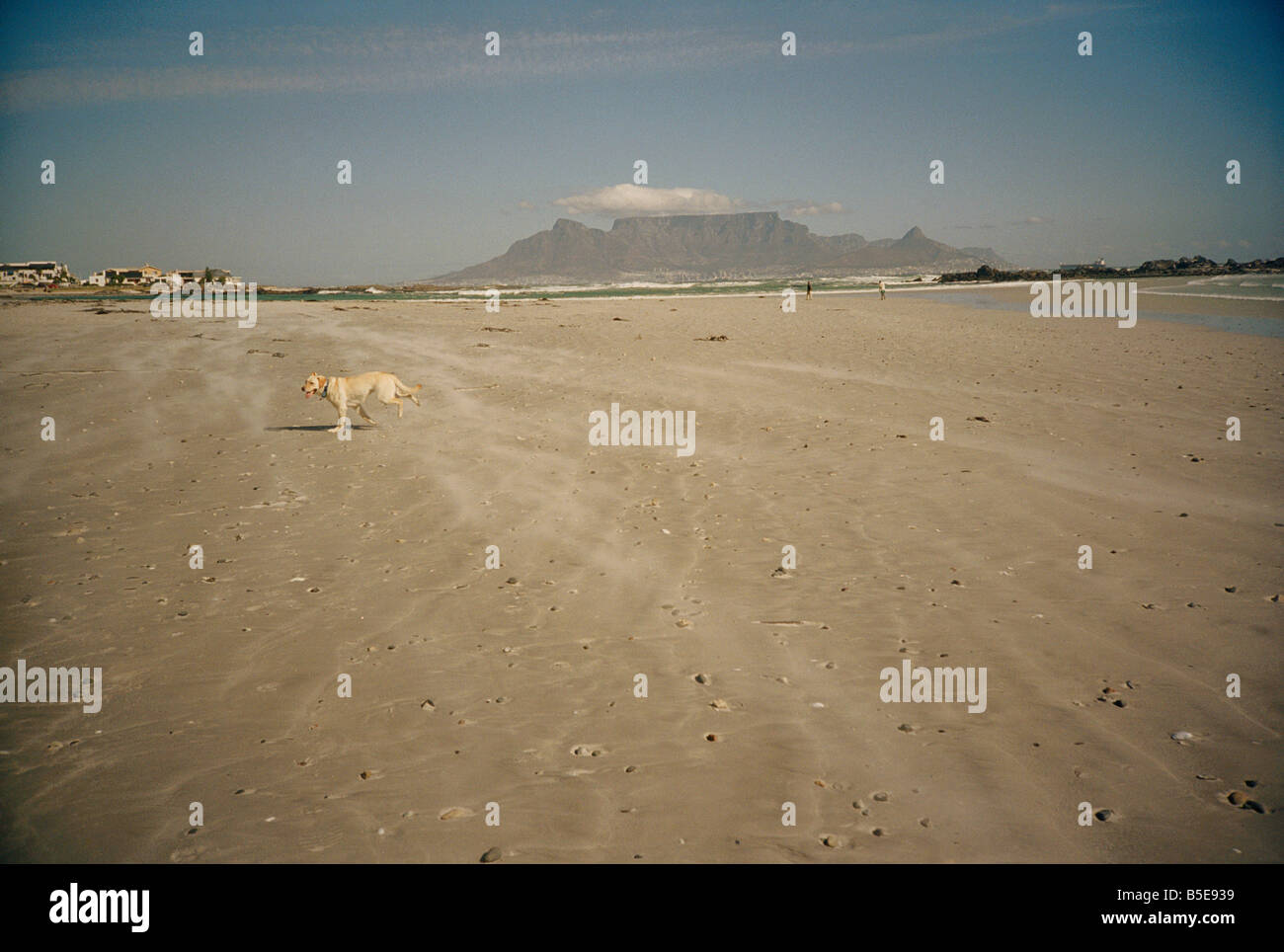 Südafrika, Western Cape, Cape Town, Hund am Bloubergstrand mit dem Tafelberg im Hintergrund Stockfoto
