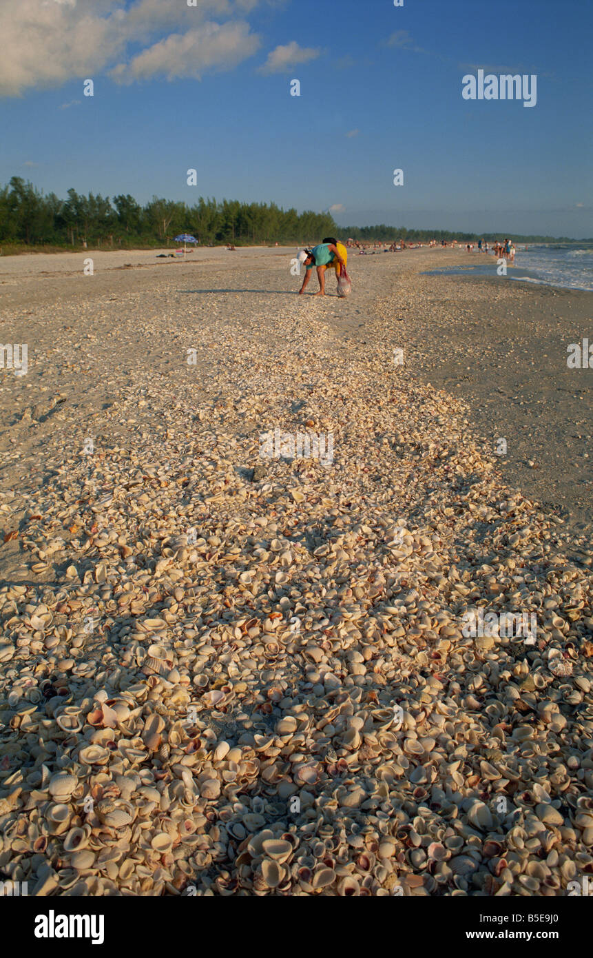 Schale sammeln auf Bowmans Beach, Sanibel Island, Florida, USA, Nordamerika Stockfoto