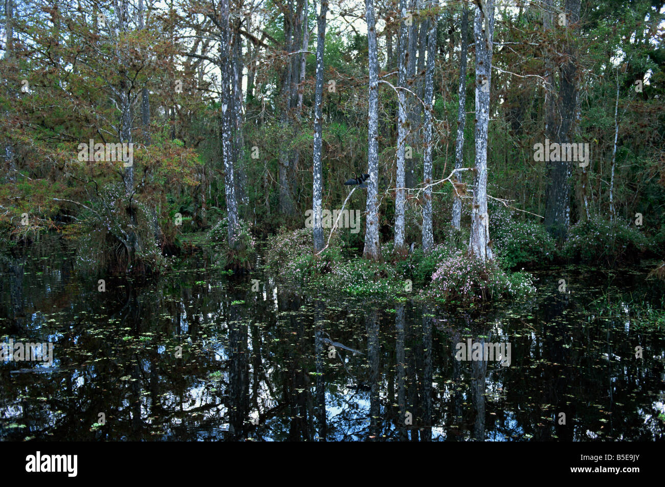 Alligatoren im Sumpf Wasser bei Babcock Wilderness Ranch in der Nähe von Fort Myers, Florida, USA, Nordamerika Stockfoto