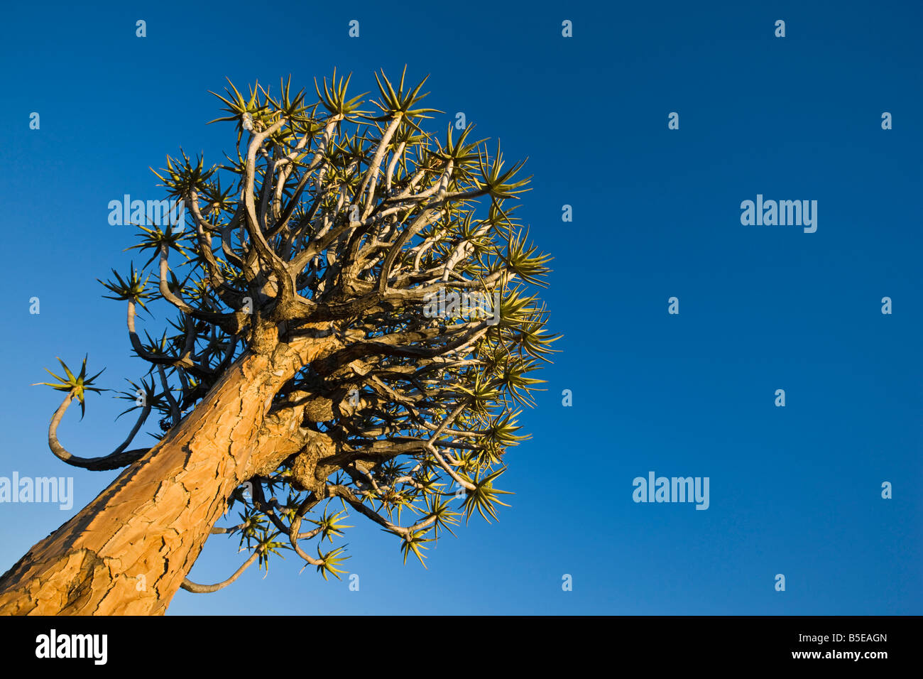 Afrika, Namibia, Köcherbaum (Aloe Dichotoma), niedrige Winkel Ansicht Stockfoto