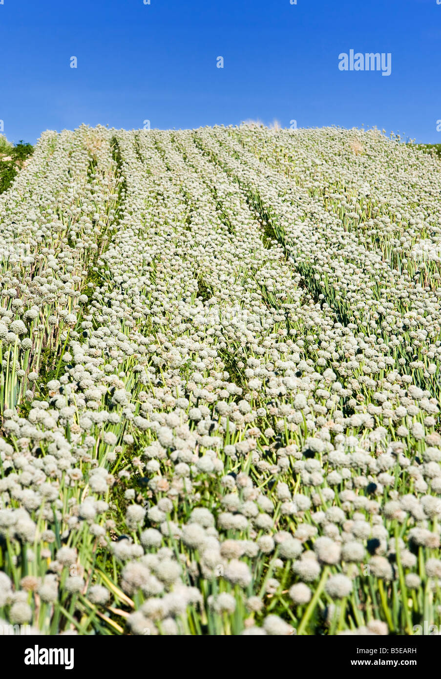 Ein Feld von Reifen Zwiebeln links nach Samen in Südwest Frankreich Europa Stockfoto