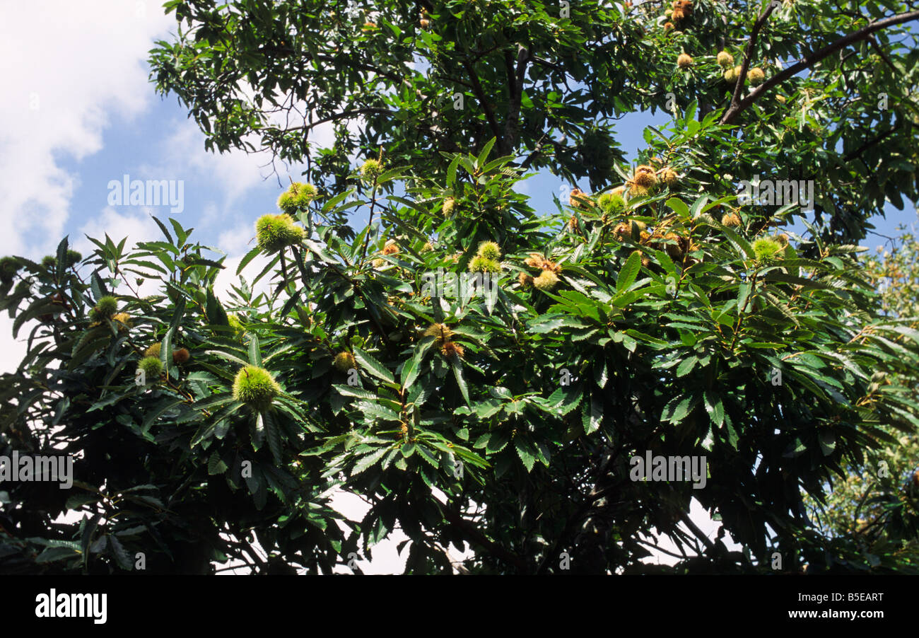 Kastanienbaum auf Kreta Stockfoto