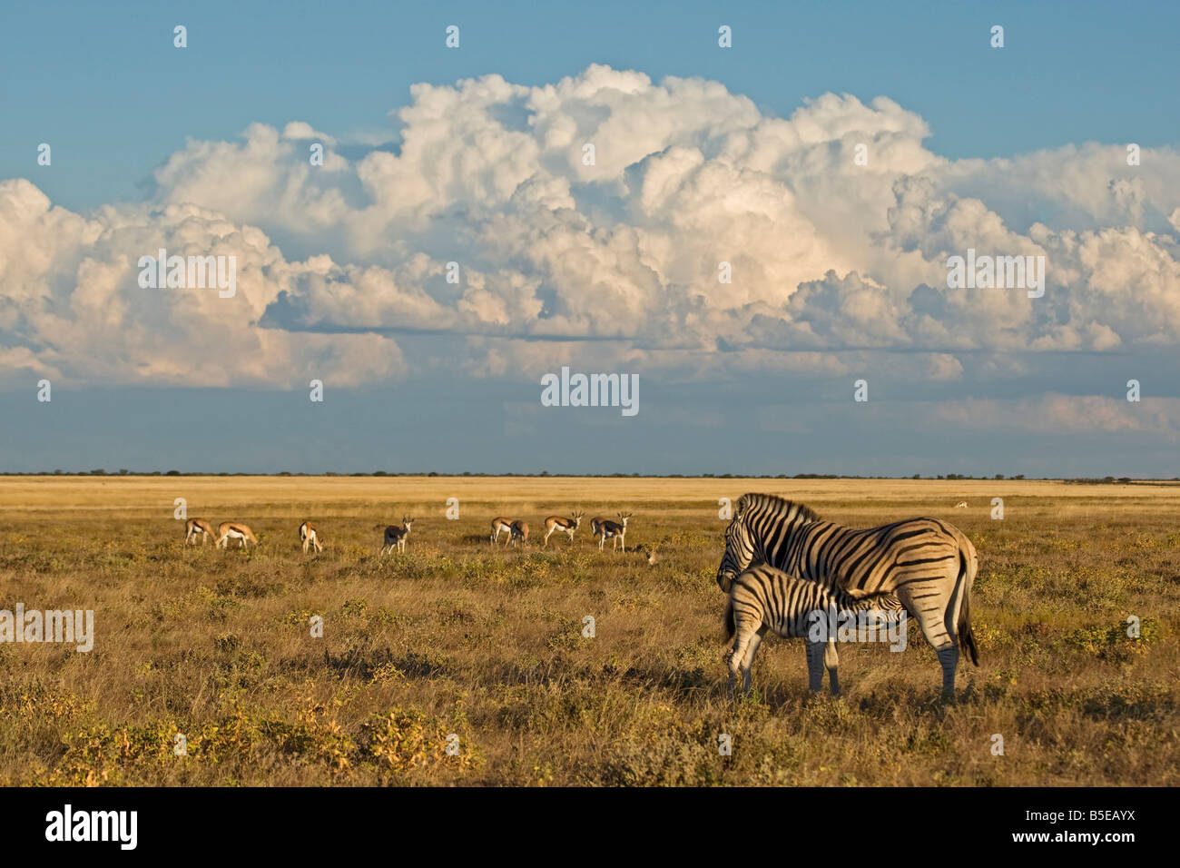 Afrika, Young Burchell-Zebra (Equus Quagga Burchelli) Spanferkel Stockfoto