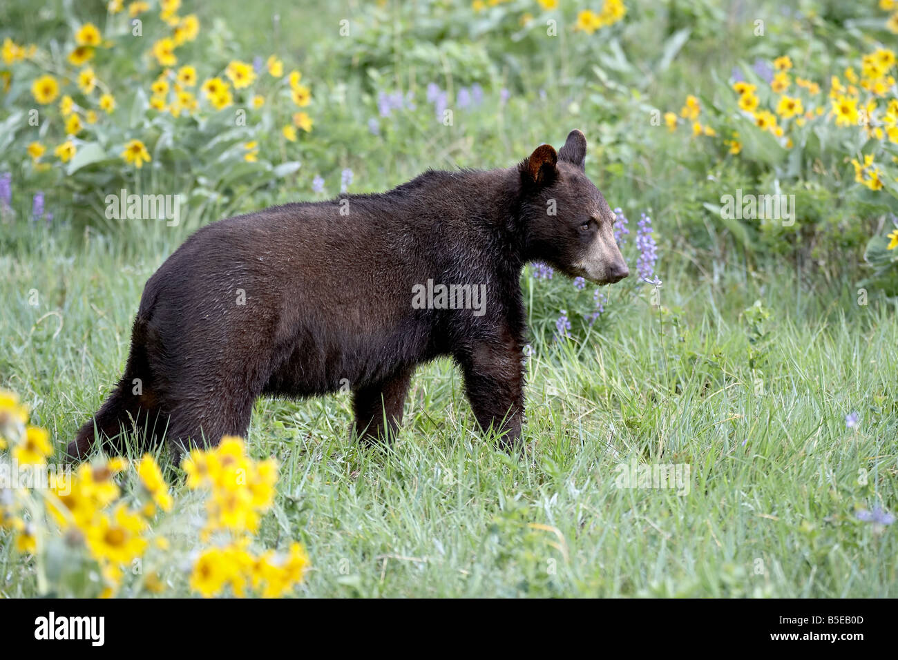 Junge schwarze Bär, ein eineinhalb Jahre alt, in Gefangenschaft, unter Arrowleaf Balsam Wurzel, Tiere von Montana, Bozeman, Montana Stockfoto