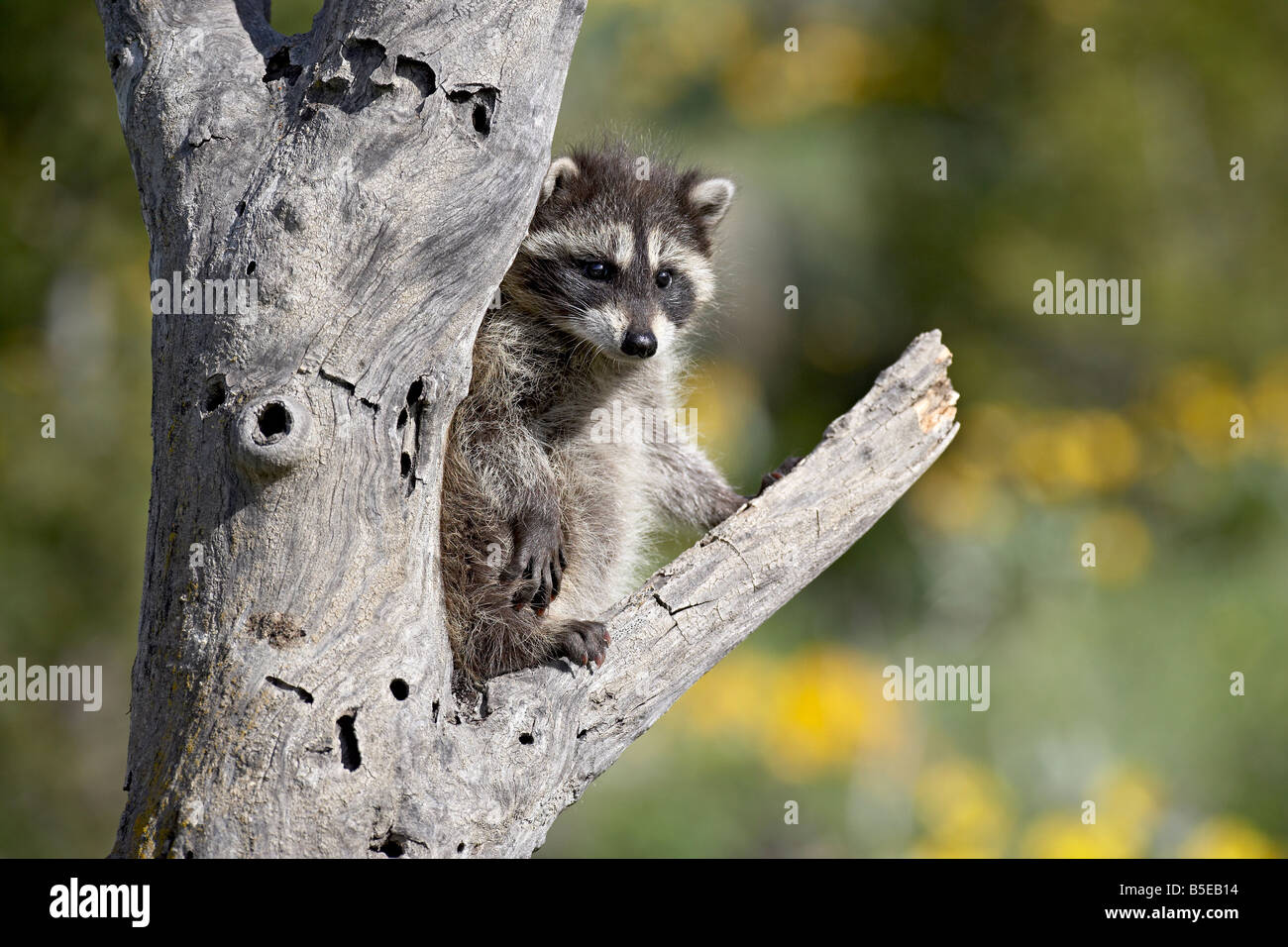 Baby Waschbär (Procyon Lotor) in Gefangenschaft, Tiere von Montana, Bozeman, Montana, USA, Nordamerika Stockfoto