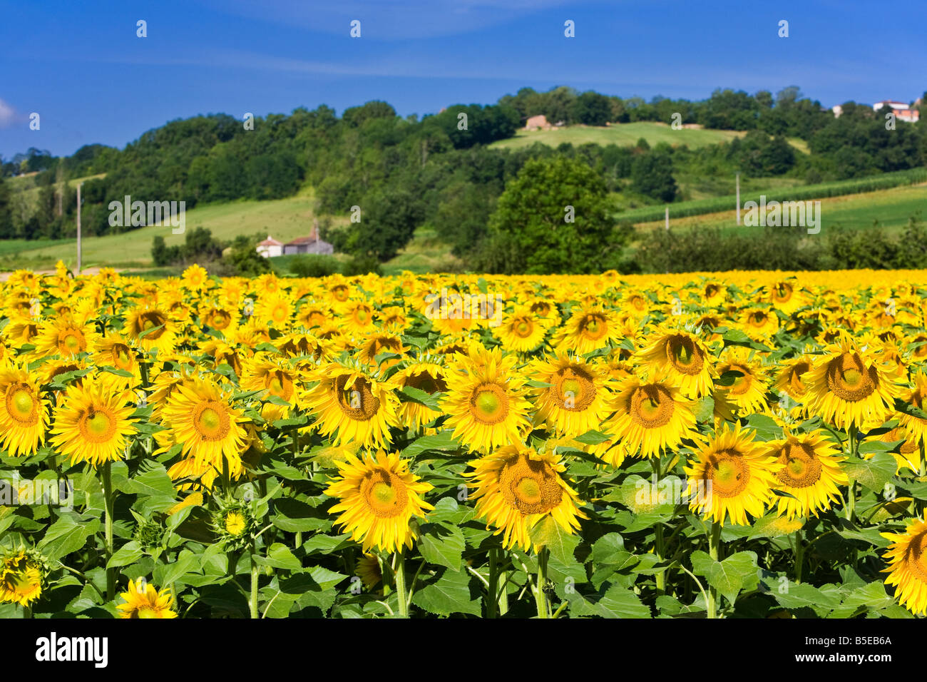 Ein Feld von reif Sonnenblumen in Südwest Frankreich Europa Stockfoto