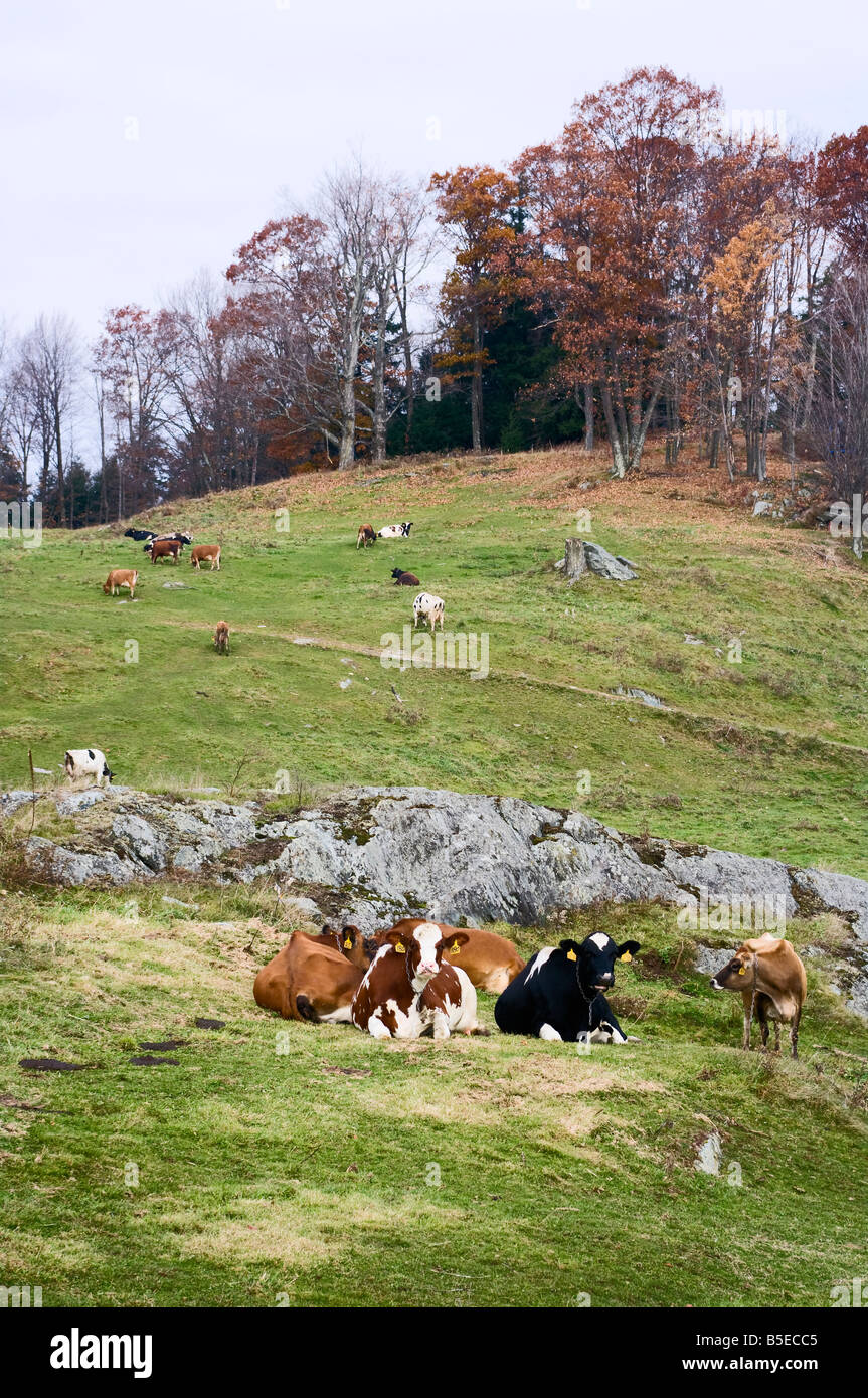 Kühe in einem Hügel Seite Weide mit exponierten Felsvorsprung und Herbst Bäume im Hintergrund Stockfoto