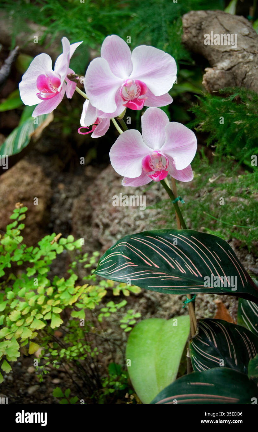 Blütenstand von Plalaenopsis Orchidee blüht in üppigen natürlichen Lebensraum Stockfoto