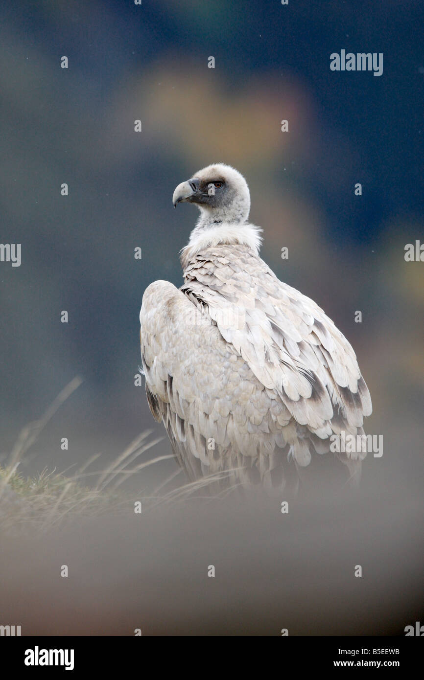 Eurasische Griffon Vulture Spanien winter Stockfoto